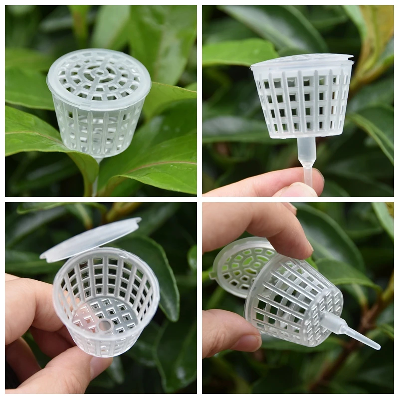 20/50Pcs Fertilizer Basket Wit - Bonsai Garden Of Ct 评论和价格